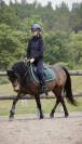 Poney &agrave; louer ou &agrave; vendre 