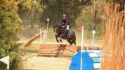 Poney &agrave; louer ou &agrave; vendre 