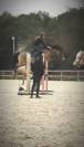 Poney &agrave; vendre ou louer 