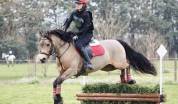 Poney &agrave; vendre ou louer 