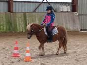 ponette shetland id&eacute;ale famille ou club