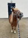 ponette shetland id&eacute;ale famille ou club