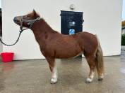ponette shetland id&eacute;ale famille ou club