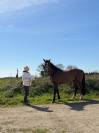&Agrave; vendre cheval de 10 ans