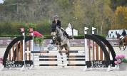 Welsh Cob  gros potentiel moyens &agrave; exploiter