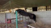 Poney m&acirc;le de 2 ans 