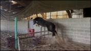 Poney m&acirc;le de 2 ans 