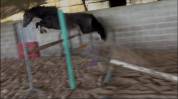 Poney m&acirc;le de 2 ans 