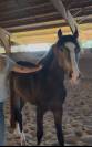 Poney m&acirc;le de 2 ans 