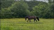 Poney m&acirc;le de 2 ans 