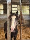Poney m&acirc;le de 2 ans 