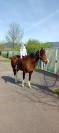 Jument Paint Horse PP APHA