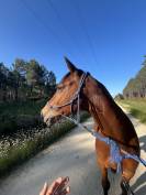 Un cheval de c&oelig;ur pour cavalier confirm&eacute; &ndash; Maison adapt