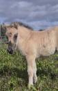 Adorable pouliche type Fjord 