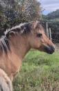 Adorable pouliche type Fjord 