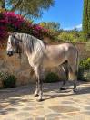 PRE 2021 Bombproof