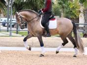 PRE 2021 Bombproof