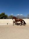 Lusitano 2021