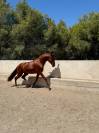 Lusitano 2021