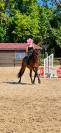 Cheval PP 9 ans - Polyvalent 
