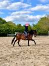 Cheval PP 9 ans - Polyvalent 