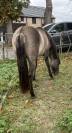 &Eacute;talon quarter horse
