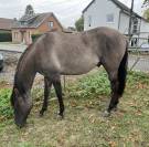 &Eacute;talon quarter horse