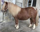 A VENDRE PONETTE SHETLAND PP 2023