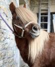 A VENDRE PONETTE SHETLAND PP 2023