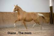 Lusitanien , lusitano a vendre 5 ans