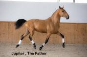 Lusitanien , lusitano a vendre 5 ans