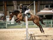 Cheval de sport loisir polyvalent 