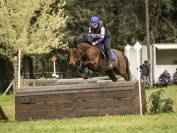 Cheval de sport loisir polyvalent 