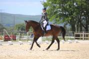 Cheval de sport loisir polyvalent 