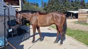 Cheval de sport loisir polyvalent 