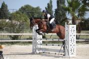 Cheval de sport loisir polyvalent 
