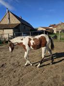 Pouliche pie homozygote