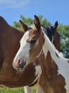 Pouliche pie homozygote