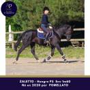 Joli petit cheval noir, sympa au quotidien