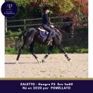 Joli petit cheval noir, sympa au quotidien