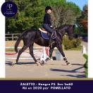 Joli petit cheval noir, sympa au quotidien