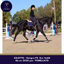 Joli petit cheval noir, sympa au quotidien