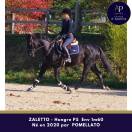 Joli petit cheval noir, sympa au quotidien