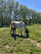 POULINIERE SF PLEINE 