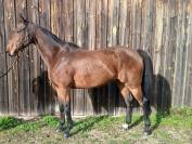 Pur sang de 6ans pour loisirs ou sport 