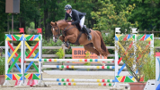 Gelding Selle Fran&ccedil;ais For sale 2020 Chesnut