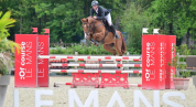 Gelding Selle Fran&ccedil;ais For sale 2020 Chesnut