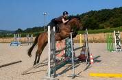 Hongre 4 ans amateur et + 