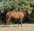 Superbe cheval de loisir
