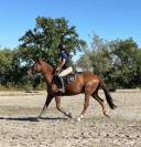 Superbe cheval de loisir